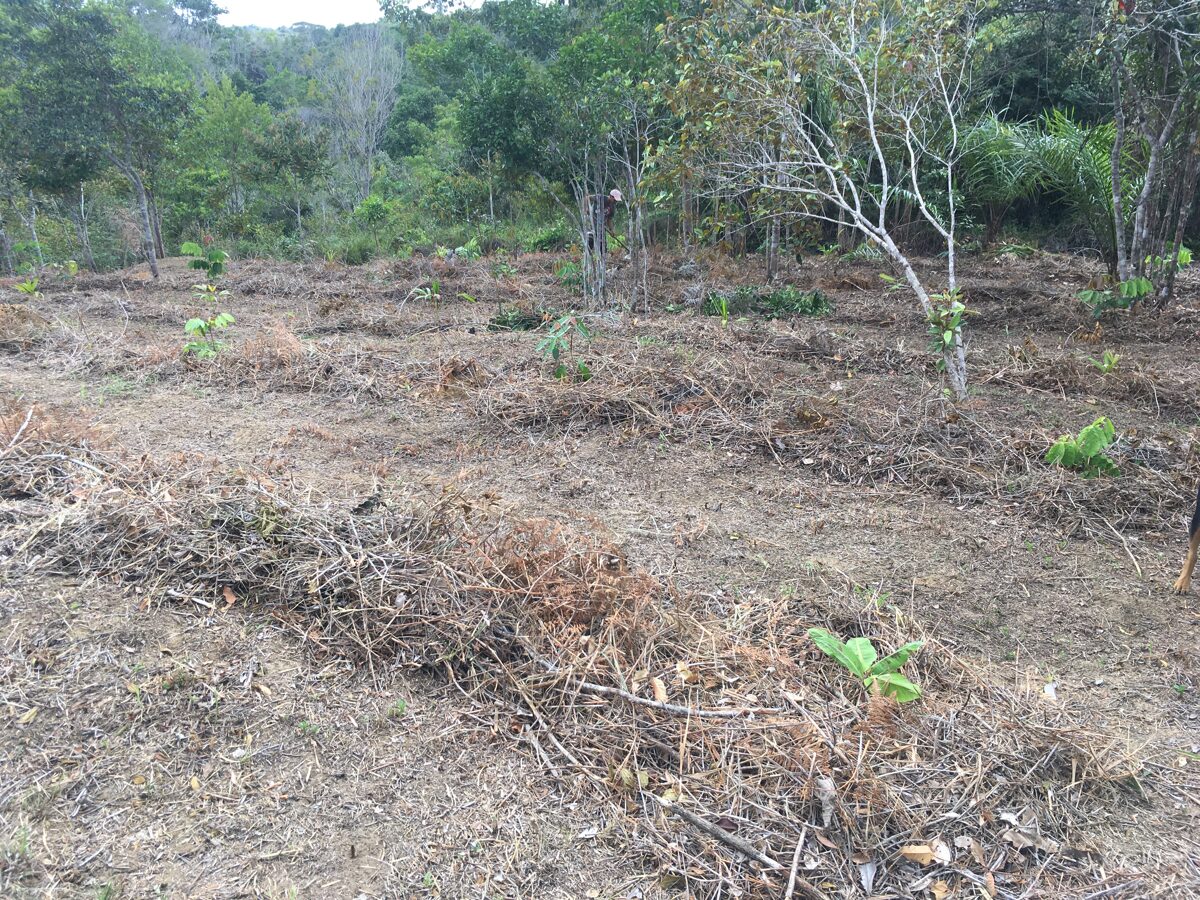 1/2 acre of agroforest