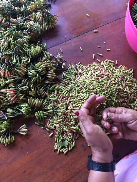 Nelken aus dem Agroforst