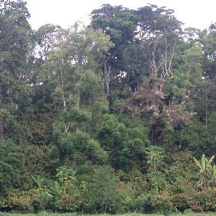 1/2 acre of agroforest